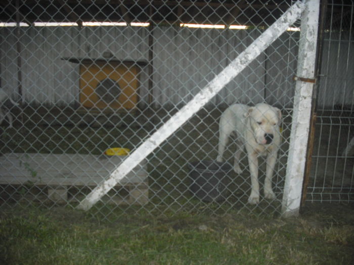 CIMG9285 - Dog argentinian