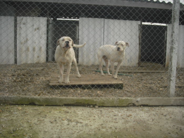 CIMG9832 - Dog argentinian