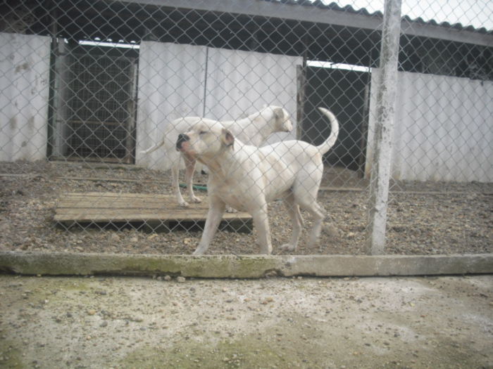 CIMG9836 - Dog argentinian