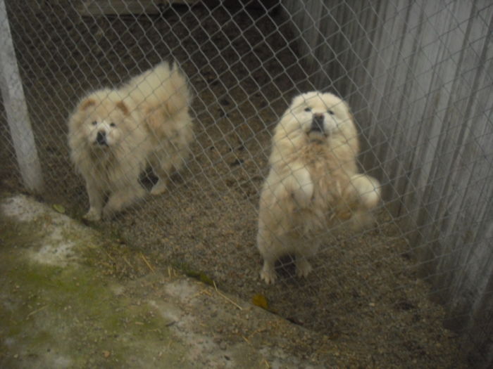 CIMG9627 - Chow chow