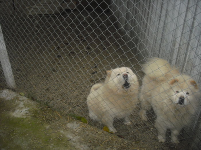 CIMG9628 - Chow chow