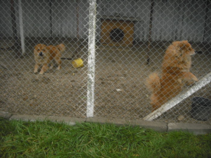 CIMG9630 - Chow chow