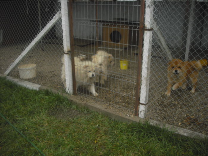 CIMG9631 - Chow chow
