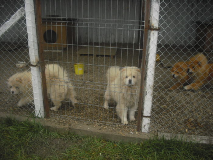 CIMG9632 - Chow chow