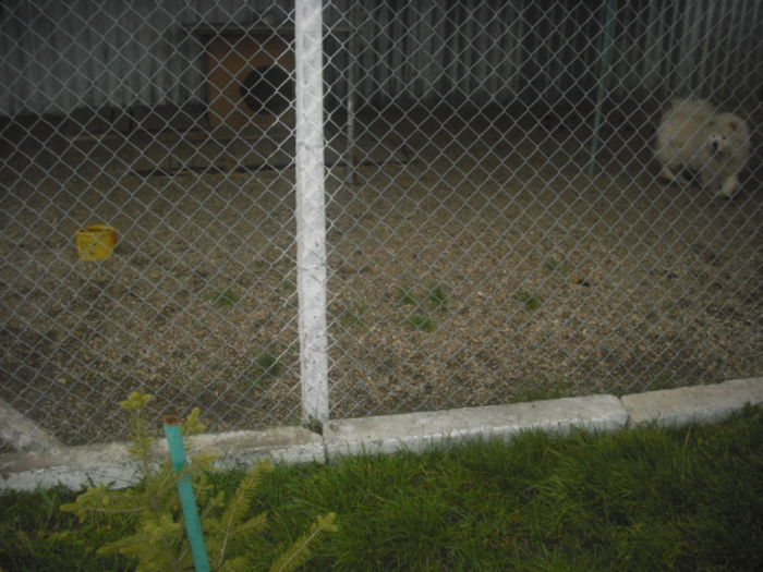 CIMG9633 - Chow chow