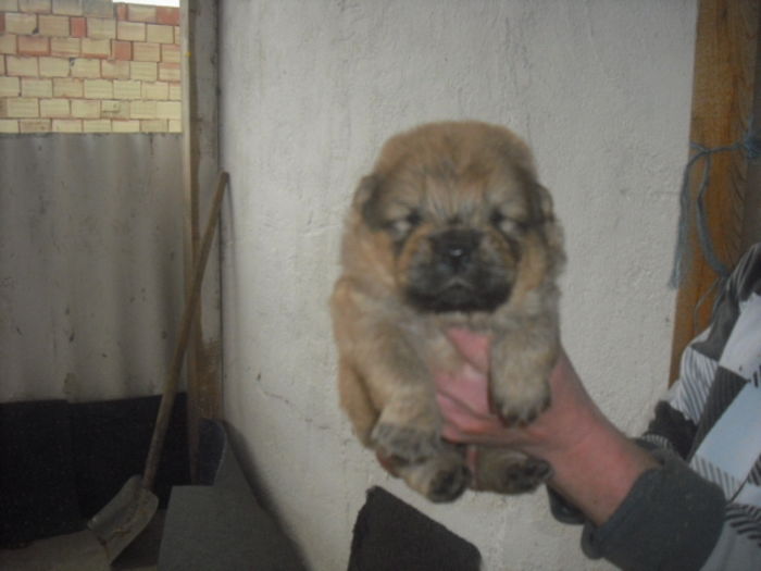 CIMG9885 - Chow chow