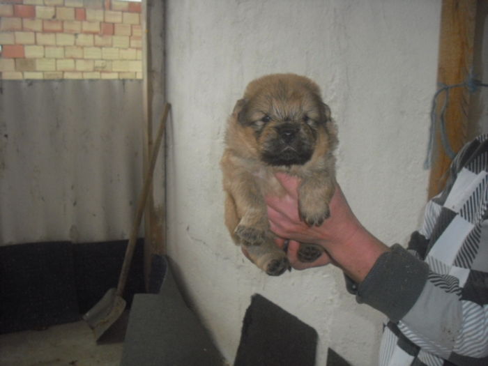 CIMG9886 - Chow chow