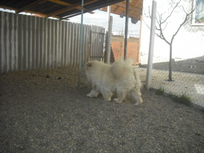 CIMG9987 - Chow chow