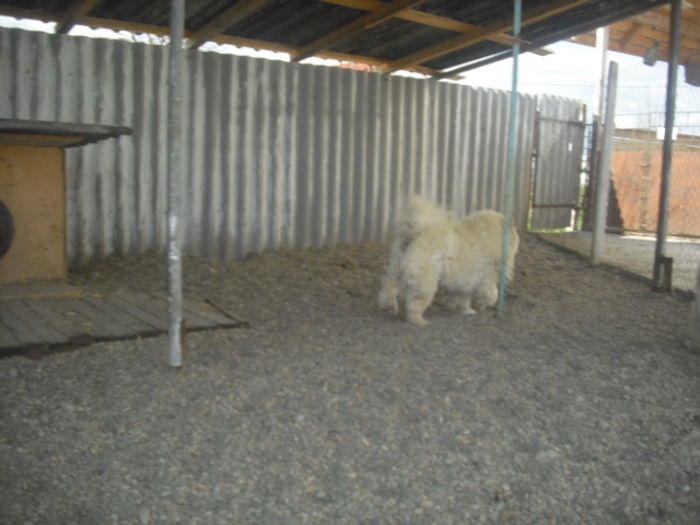 CIMG9989 - Chow chow