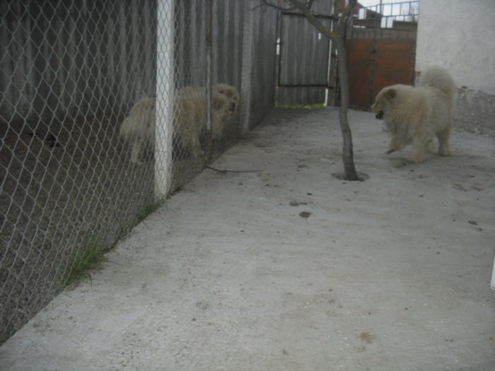 CIMG9996 - Chow chow