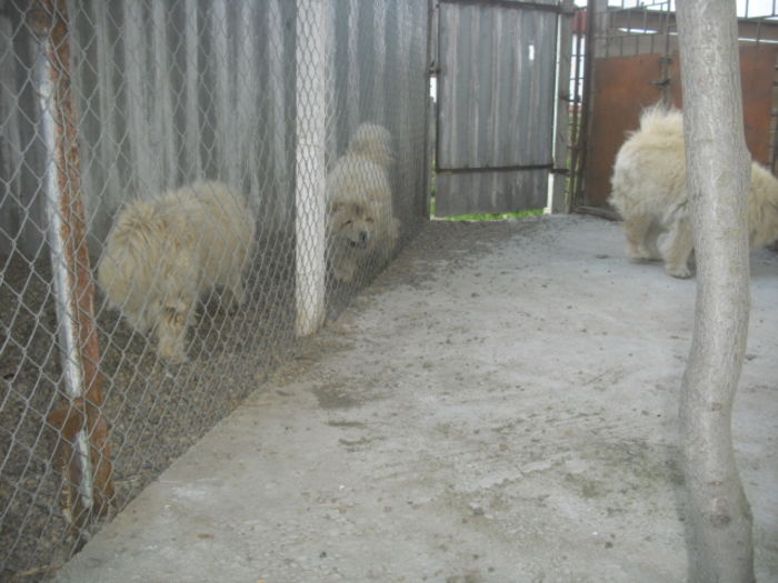 CIMG9998 - Chow chow