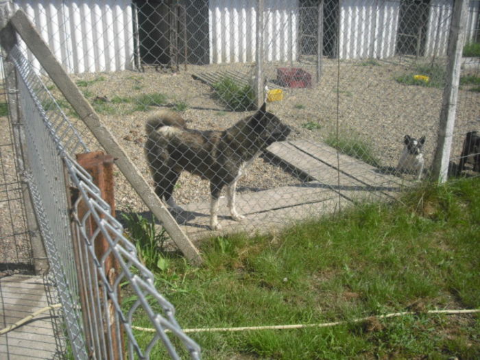 CIMG7646 - Akita american