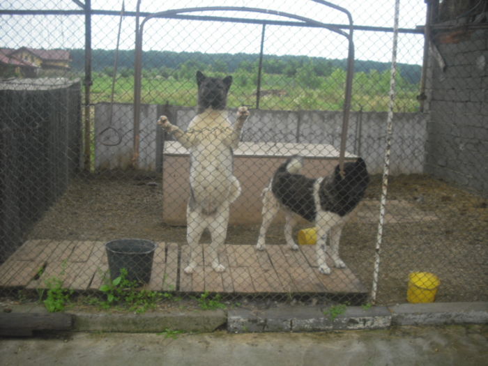 CIMG7664 - Akita american