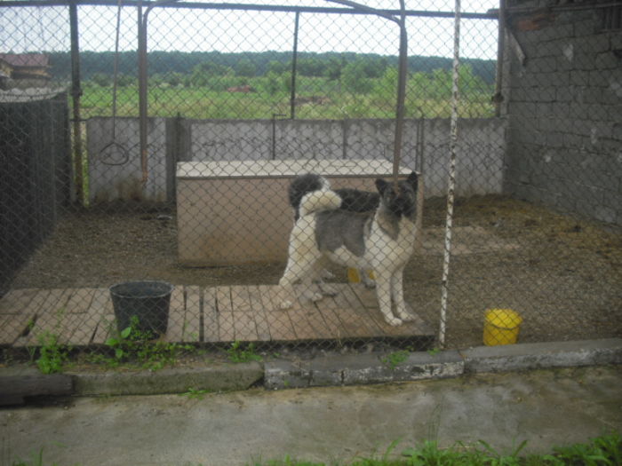 CIMG7670 - Akita american