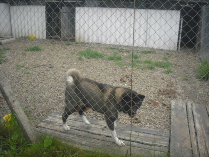 CIMG7671 - Akita american