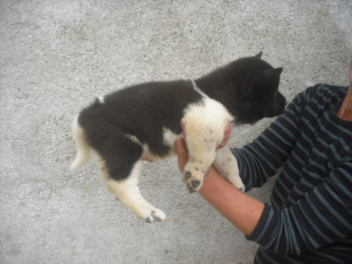 CIMG7785 - Akita american