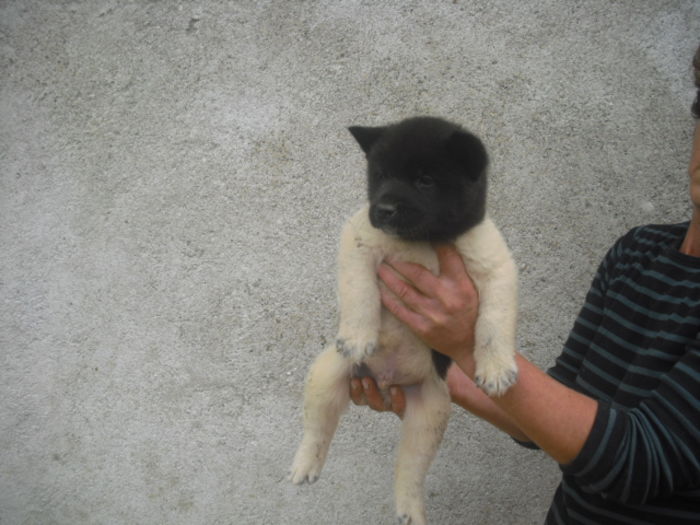 CIMG7786 - Akita american