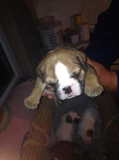 1544562_877557425633598_7941057505219897440_n