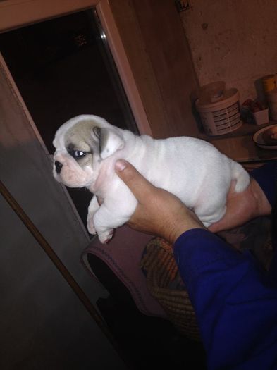 10154352_877557742300233_1662174679508404476_n - Bulldog englez