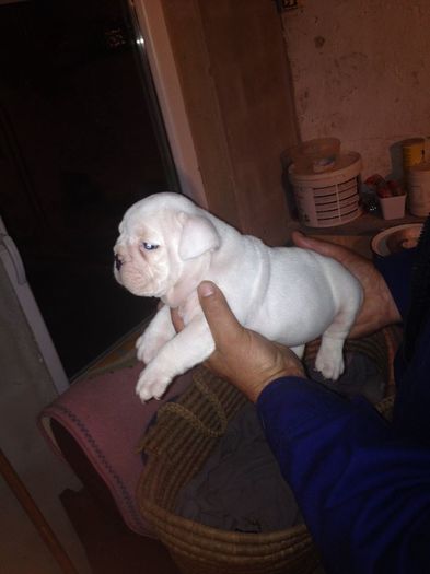 10622910_877557592300248_3341238422210488243_n - Bulldog englez