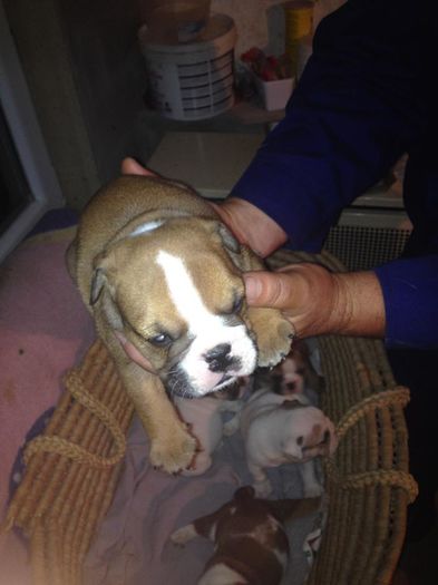 11210499_877557405633600_95746684342391806_n