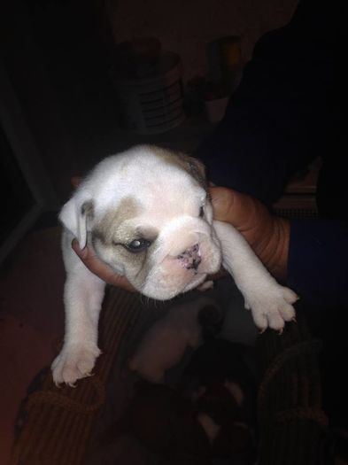 11248872_877557452300262_6187627108794357729_n