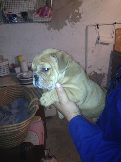 11401230_877557782300229_1097512454154143118_n