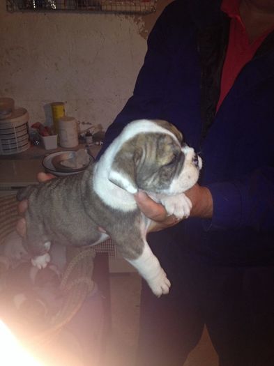 11407316_877557555633585_4600908064660203071_n