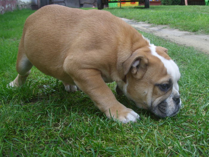 1 - Bulldog englez