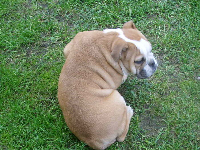 3 - Bulldog englez