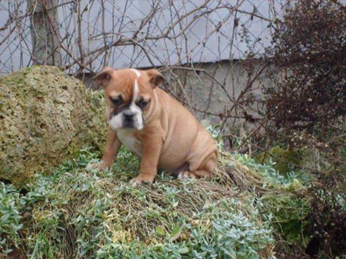 10841564_574388702597597_364400195_n - Bulldog englez