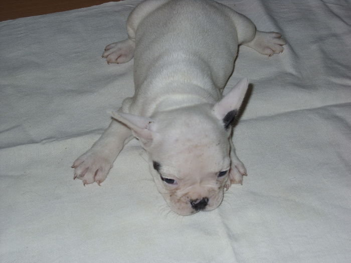 SN850683 - Bulldog francez