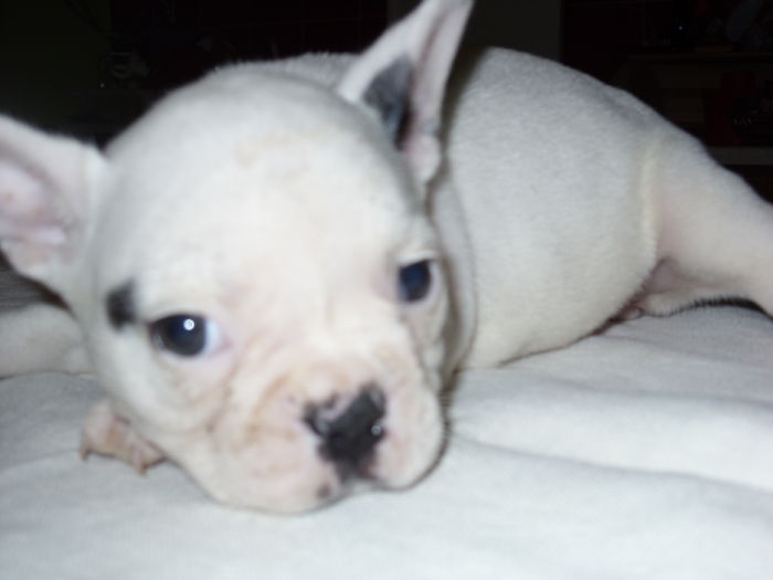 SN850685 - Bulldog francez