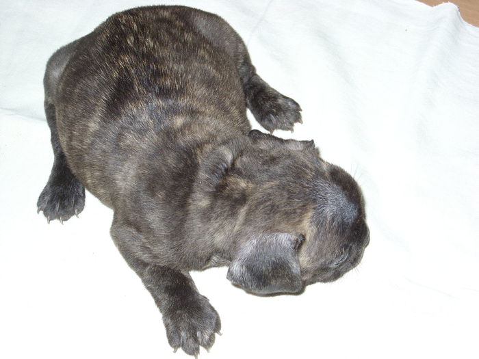 SN850687 - Bulldog francez