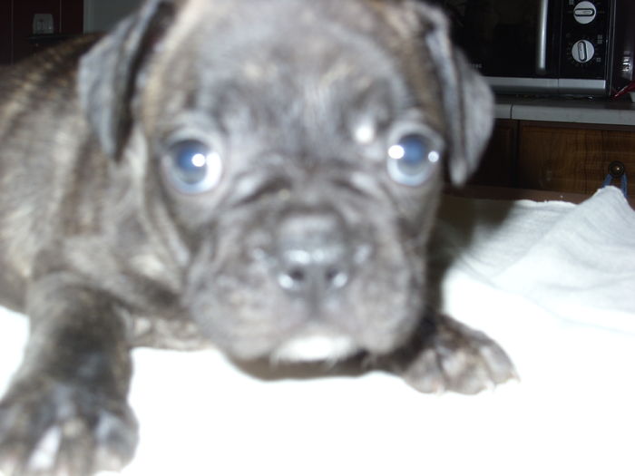 SN850689 - Bulldog francez