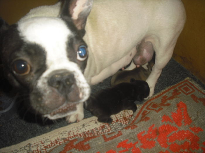 CIMG7583 - Bulldog francez