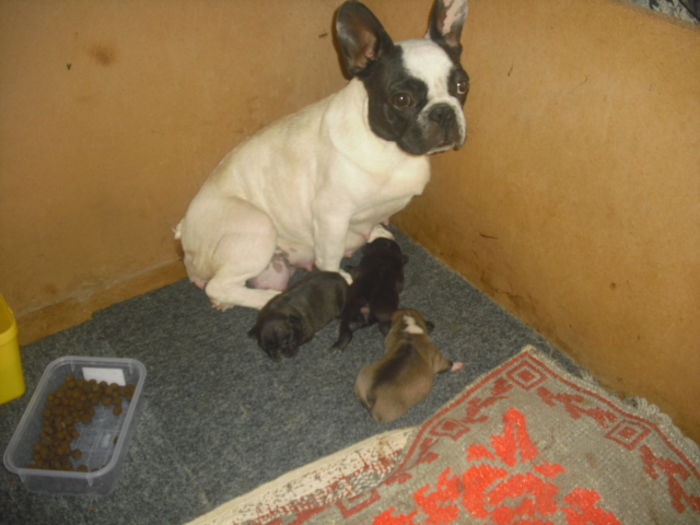 CIMG7585 - Bulldog francez