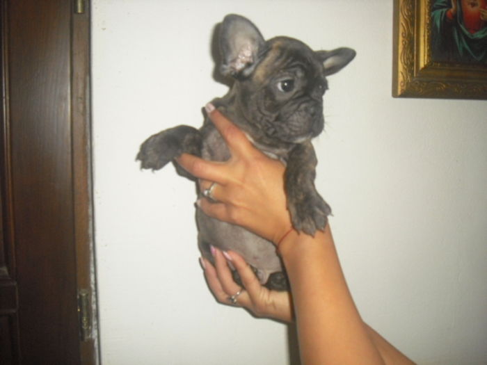 CIMG7637 - Bulldog francez