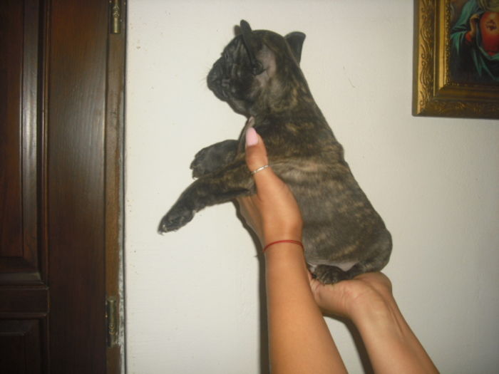 CIMG7639 - Bulldog francez