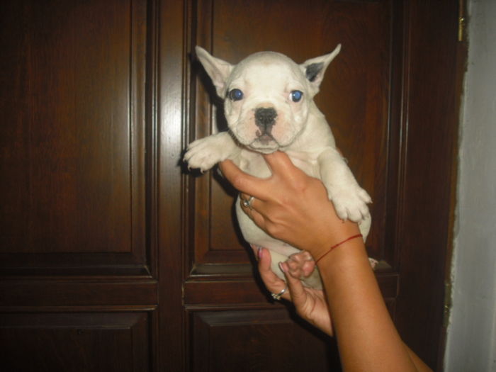 CIMG7640 - Bulldog francez