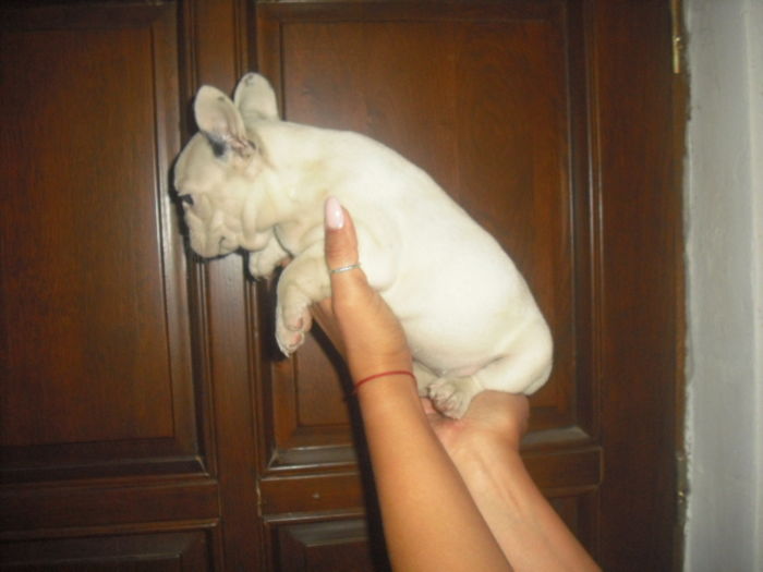 CIMG7642 - Bulldog francez