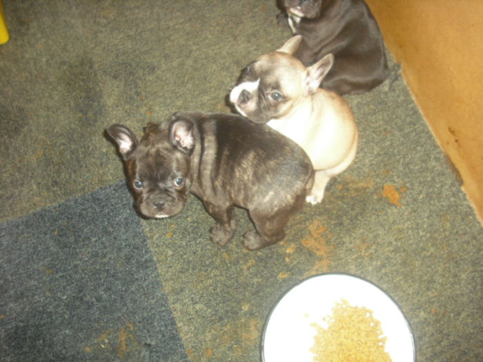 CIMG7674 - Bulldog francez