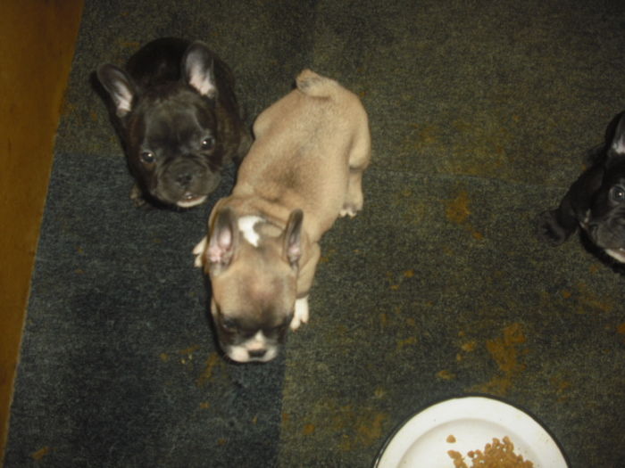 CIMG7675 - Bulldog francez