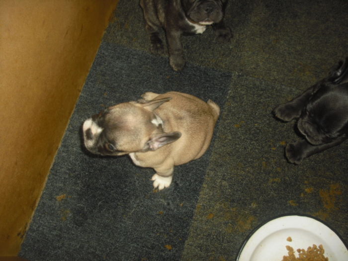 CIMG7676 - Bulldog francez