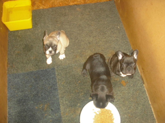 CIMG7678 - Bulldog francez