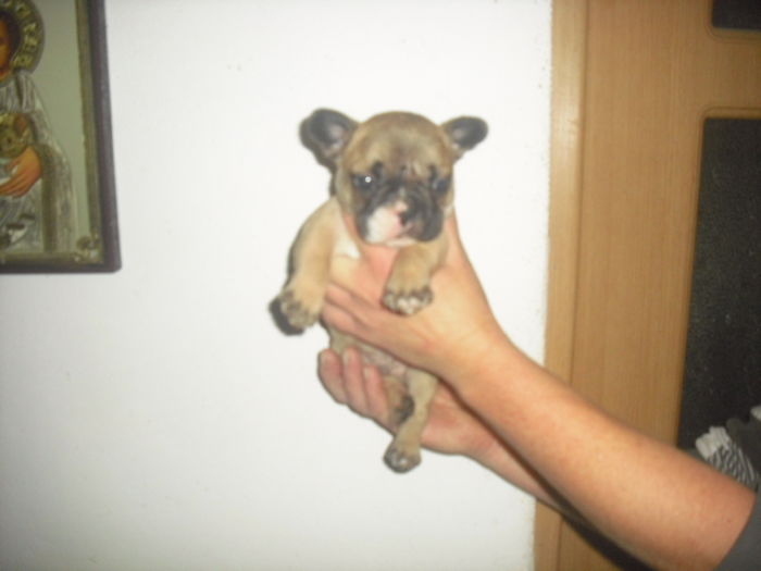 CIMG7927 - Bulldog francez