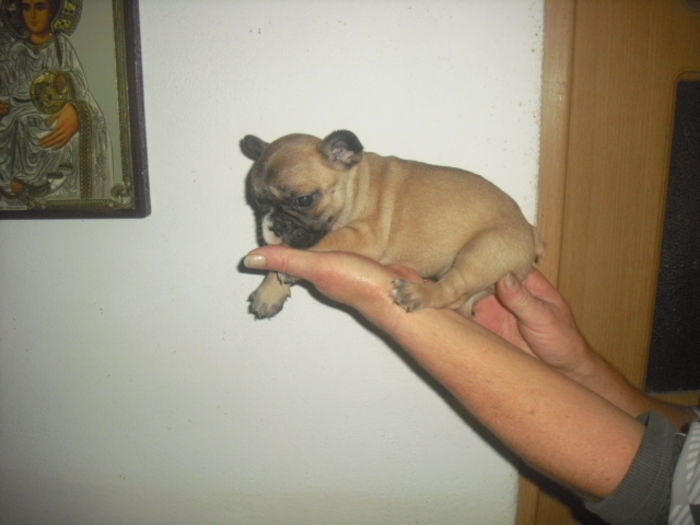 CIMG7928 - Bulldog francez
