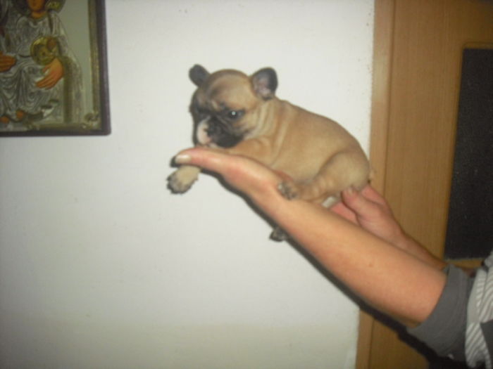 CIMG7929 - Bulldog francez