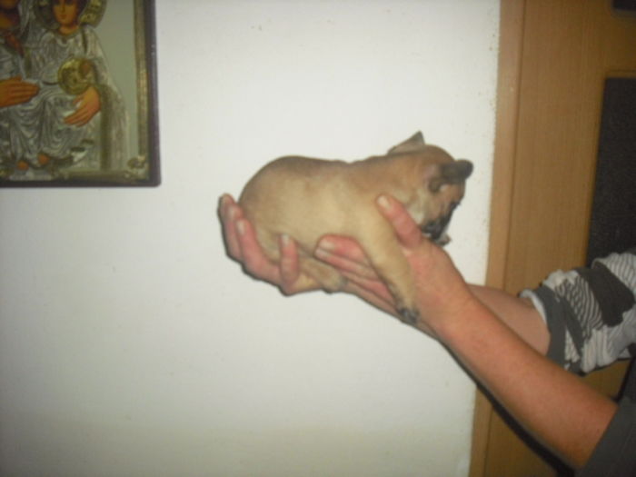 CIMG7930 - Bulldog francez