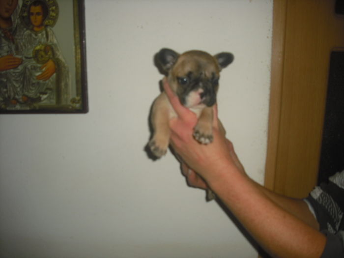 CIMG7931 - Bulldog francez